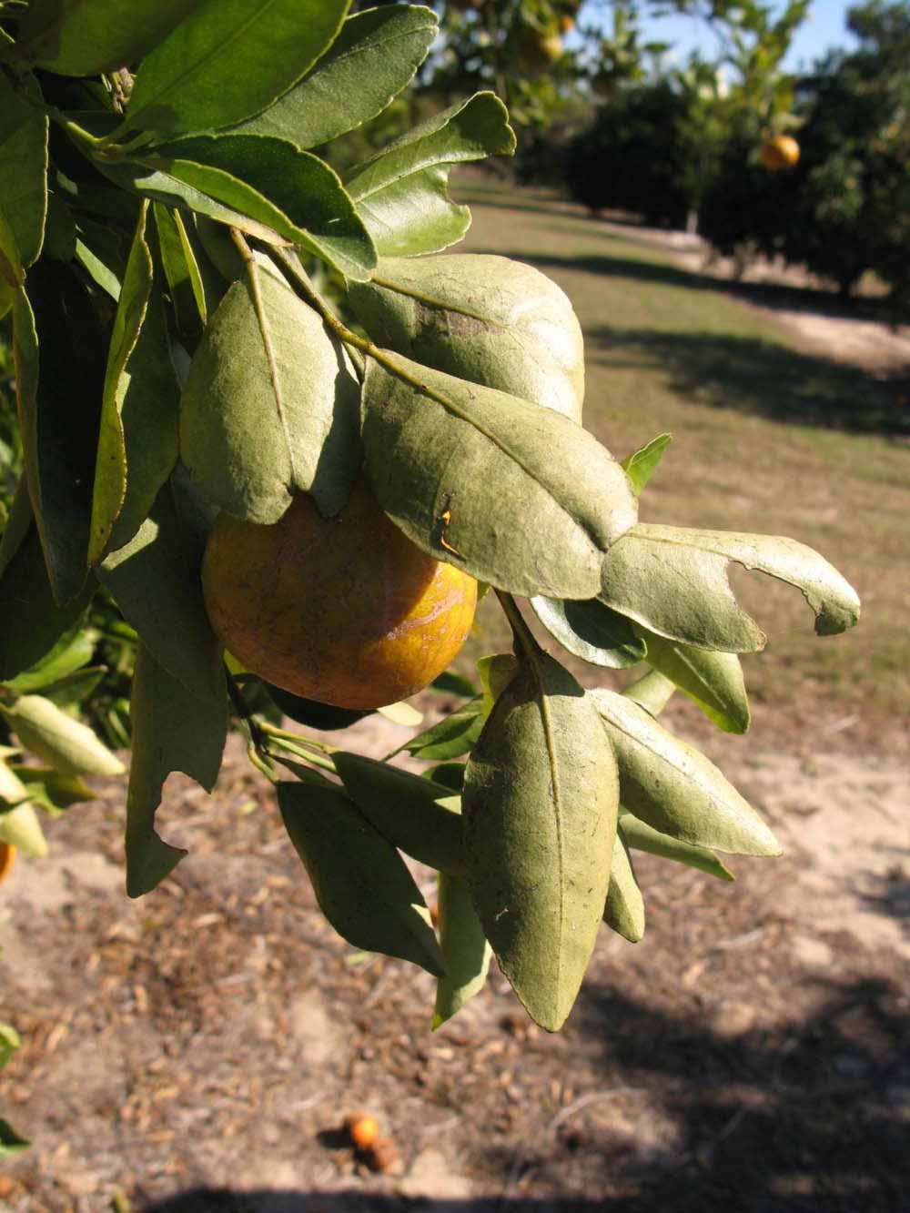            Sun leaves (Winter Haven, FL)   